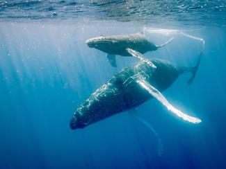 Vraie ou fausse bonne idée : nager avec les...