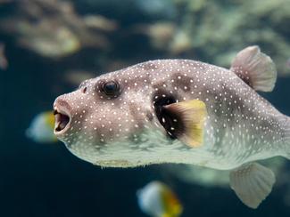 Le fugu, le poisson le plus dangereux à...