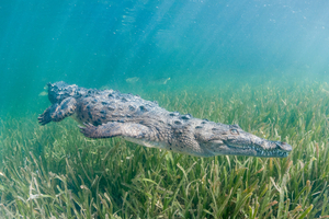 Crocodiles d’eau douce et d’eau salée : deux mondes, une même lignée