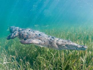 Crocodiles d’eau douce et d’eau salée : deux...