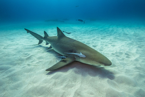 Attaque de requin en Nouvelle-Calédonie : le “craquage de bouteille” au cœur des interrogations