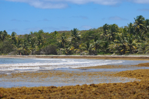 Sargasses en Martinique : les marins pêcheurs mobilisés en mer face à une pollution persistante