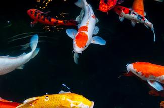 Les poissons, une intelligence longtemps sous-estimée
