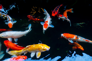 Les poissons, une intelligence longtemps sous-estimée