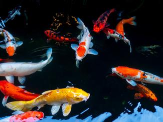 Les poissons, une intelligence longtemps...