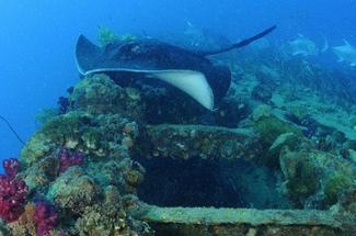 Plongée autour de l'épave du SS Yongala en Australie