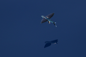 Poisson volant : le surprenant acrobate des océans tropicaux