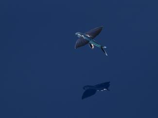 Poisson volant : le surprenant acrobate des...