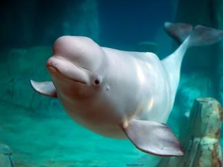 Marineland Canada espère finalement vendre ses...