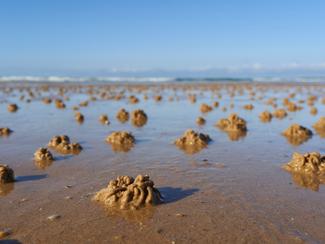 Un ver marin au secours des grands brûlés