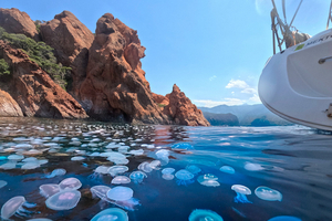 Méduses, poissons venimeux, moustiques, rats : la faune qui peut (vraiment) gâcher une croisière