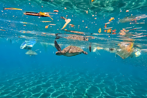 Des microplastiques présents dans un tiers des poissons de plusieurs pays du Pacifique