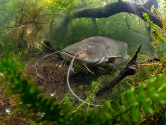 Poisson-chat, le mal aimé des côtes tropicales...