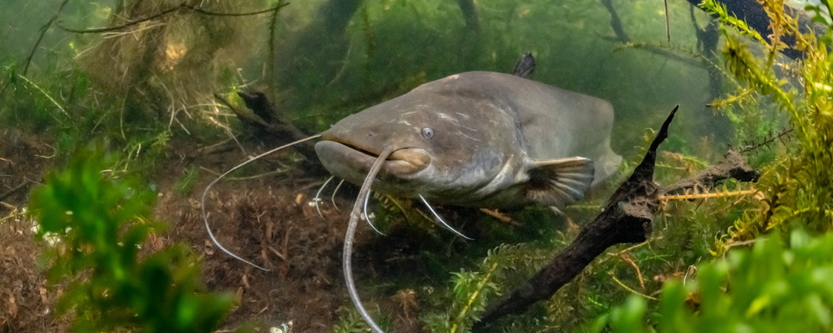 Poisson-chat, le mal aimé des côtes tropicales qui intrigue les ...