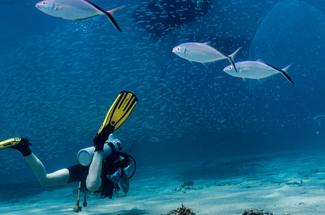 Plongée de loisir à l’étranger : ce qui change vraiment selon les pays