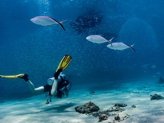 Plongée de loisir à l’étranger : ce qui change...