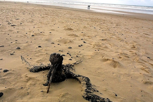 Mazout et épaves : comment les tempêtes hivernales réactivent la pollution sur l’Atlantique