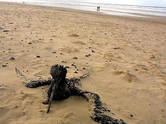 Mazout et épaves : comment les tempêtes...