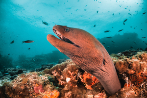Murène vs requin : ce duel surprenant sous l’eau capturé par National Geographic