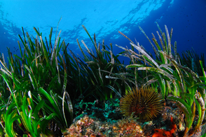 Faut-il manger des oursins pour sauver les algues ?