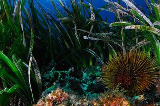 Faut-il manger des oursins pour sauver les algues ?