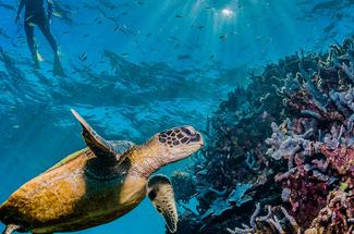 Top 5 des régions les plus fiables pour plonger en hiver