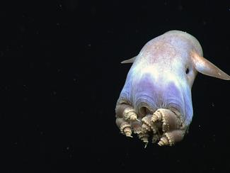 Le poulpe Dumbo, la créature la plus...