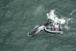 Baleines noires de l’Atlantique Nord : après une mort tragique, Ottawa déploie une stratégie pour sauver les cétacés