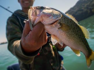 Quels sont les poissons les plus simples à...
