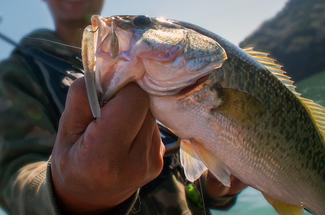 Quels sont les poissons les plus simples à pêcher pour débuter sans frus...