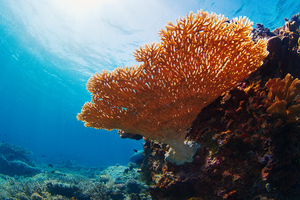 La moitié des coraux blanchis lors du dernier épisode de 2014 à 2017, selon une étude