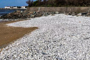 Charente-Maritime : des milliers de coquilles d’huîtres déferlent sur les plages