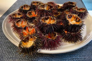 Saison des oursins : pourquoi l’hiver reste le moment idéal pour déguster leur corail
