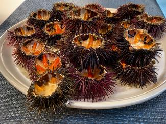 Saison des oursins : pourquoi l’hiver reste le...