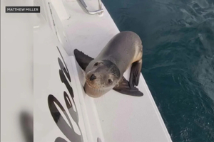 En Californie, un bébé lion de mer malade saute sur un bateau pour demander de l’aide