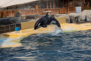 Réunion cruciale pour l'avenir des orques et dauphins de Marineland