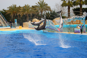 Marineland Antibes : transfert des dauphins à Beauval, orques vers l’Espagne, ce que prévoit le gouvernement pour 2026