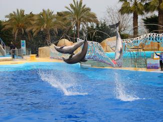 Marineland Antibes : transfert des dauphins à...