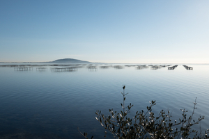 Hérault: les coquillages de l'étang de Thau de retour sur les étals après la fin de la contamination
