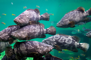 Mérou : le seigneur discret des récifs méditerranéens
