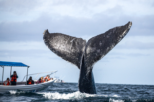 À la rencontre des baleines grises dans la mer de Cortés, le sanctuaire sauvage du Mexique