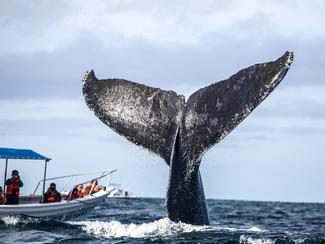 À la rencontre des baleines grises dans la mer...