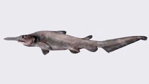 Requin lutin : plongée au cœur du mystère le plus déroutant des abysses