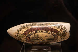 L’art du scrimshaw : quand les baleiniers gravaient leurs souvenirs sur l’ivoire de mer