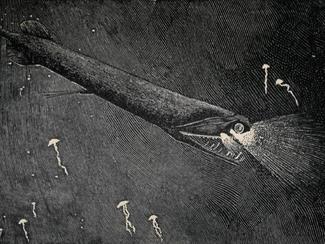 Poisson dragon noir : le prédateur abyssal le...