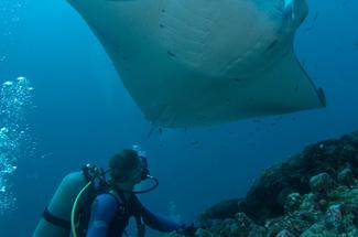 Plonger avec les raies manta : 5 spots mondiaux où la rencontre est pres...