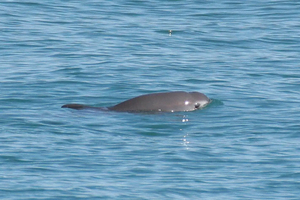 Vaquita : le cétacé le plus rare du monde face à l’extinction imminente