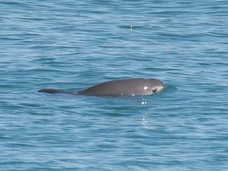 Vaquita : le cétacé le plus rare du monde face...