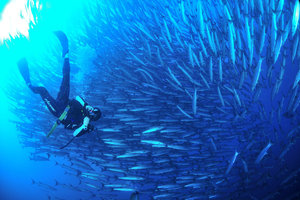 Tourisme sous contrôle : comment obtenir un permis pour plonger à Sipadan, joyau protégé de Bornéo