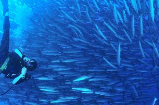 Tourisme sous contrôle : comment obtenir un permis pour plonger à Sipada...